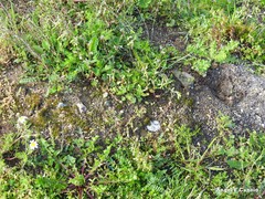 Trifolium angustifolium