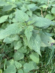 Urtica dioica