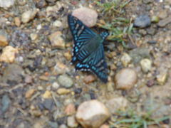 Phocides urania urania