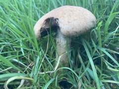 Lacrymaria lacrymabunda