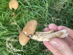 Lacrymaria lacrymabunda