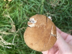 Lacrymaria lacrymabunda