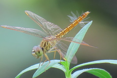 Brachythemis contaminata