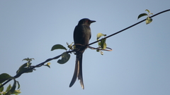 Dicrurus leucophaeus