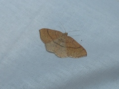 Cyclophora suppunctaria