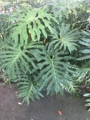 Thaumatophyllum bipinnatifidum