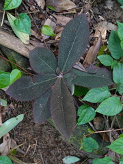 Ardisia mamillata