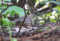 Helopsaltes ochotensis