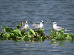 Chlidonias hybrida