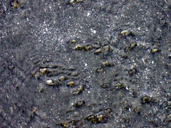 Olivella semistriata