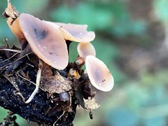 Sclerotinia