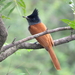 Indian Paradise-Flycatcher - Photo (c) Rohith Srinivasan, some rights reserved (CC BY-NC), uploaded by Rohith Srinivasan
