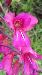 Gladiolus communis byzantinus