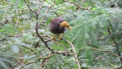 Acridotheres tristis