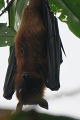 Pteropus giganteus