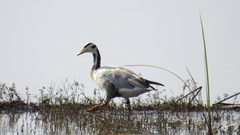 Anser indicus