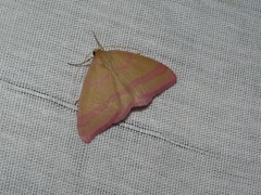 Rhodostrophia calabra