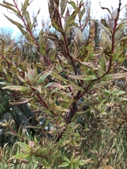 Chamaenerion angustifolium