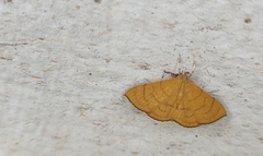 Hyalobathra