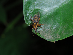 Metamasius hemipterus