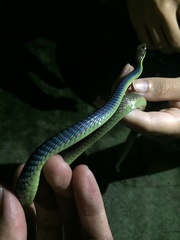 Dendrelaphis cyanochloris