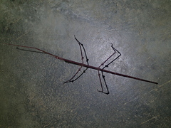 Cladoxerini
