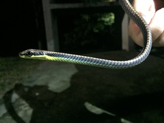 Dendrelaphis cyanochloris
