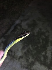 Dendrelaphis cyanochloris