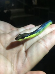 Dendrelaphis cyanochloris