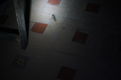 Sphaenognathus feisthamelii