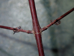Cladoxerini