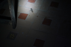 Sphaenognathus feisthamelii