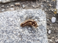 Acronicta rumicis