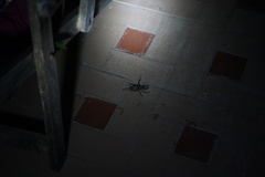 Sphaenognathus feisthamelii