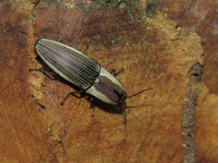 Chalcolepidius zonatus