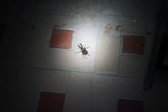 Sphaenognathus feisthamelii