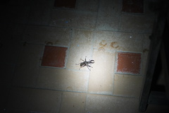 Sphaenognathus feisthamelii