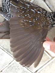 Pardirallus maculatus