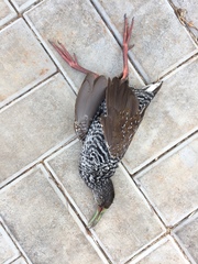 Pardirallus maculatus