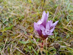 Gentianella germanica