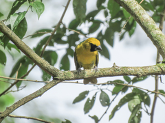 Caryothraustes canadensis