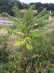 Ailanthus altissima