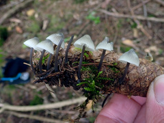 Mycena metata