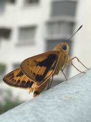 Cephrenes trichopepla