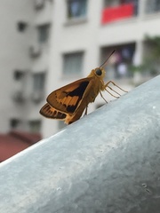 Cephrenes trichopepla