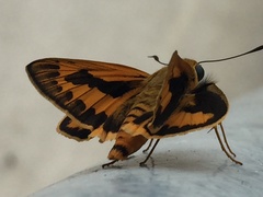 Cephrenes trichopepla