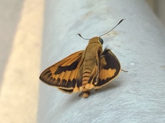 Cephrenes trichopepla