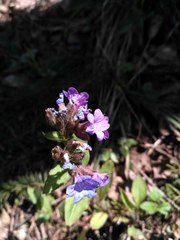 Pulmonaria obscura