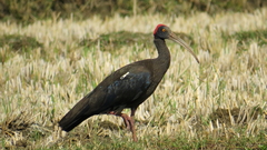 Pseudibis papillosa