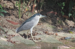 Nycticorax